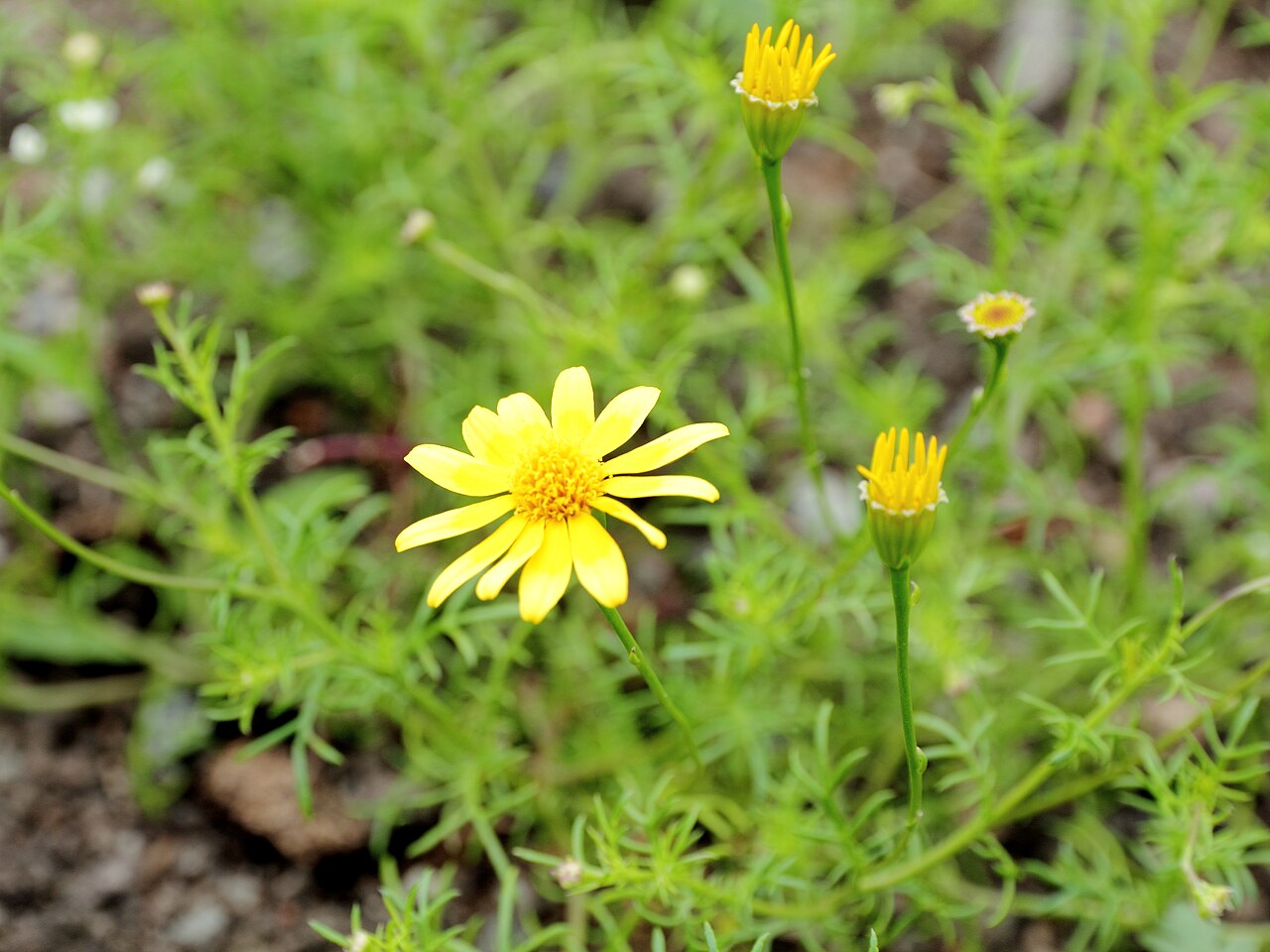 Close-up of Dahlberg Daisy (Thymophylla tenuiloba) flowers showing golden-yellow ray florets over feathery foliage
