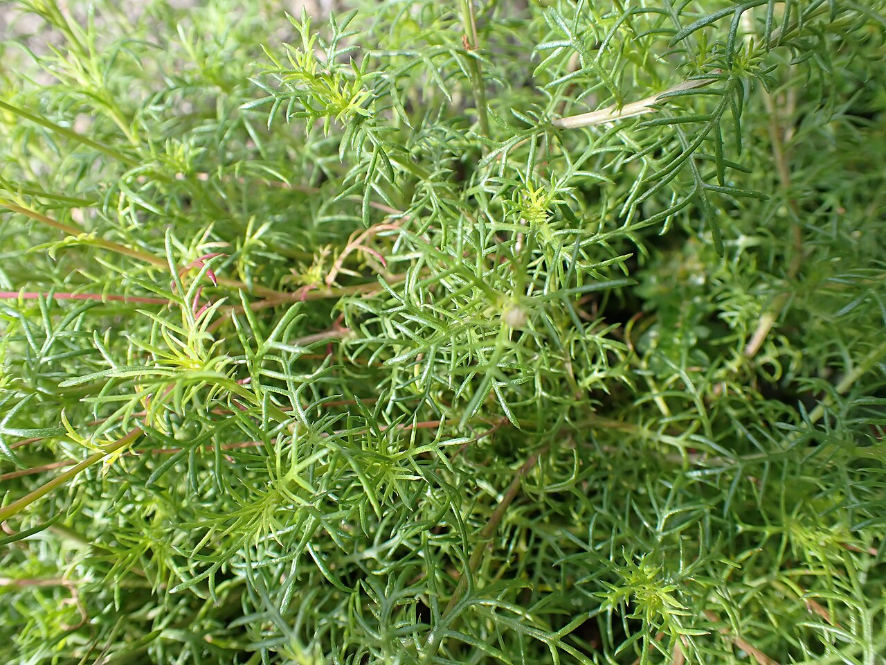 Close-up of the thread-like, feathery foliage of Dahlberg Daisy (Thymophylla tenuiloba)