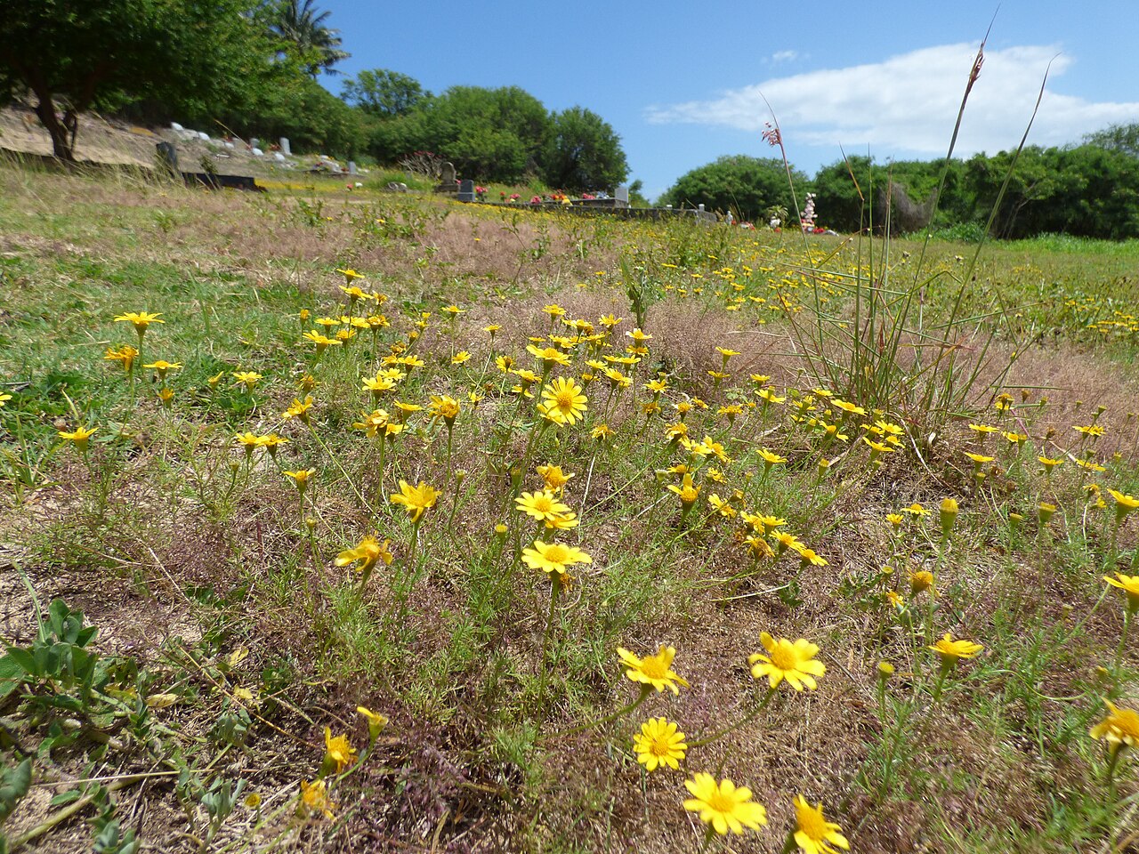 Dahlberg Daisy (Thymophylla tenuiloba) blooming in a naturalized colony with abundant small yellow flowers over feathery foliage