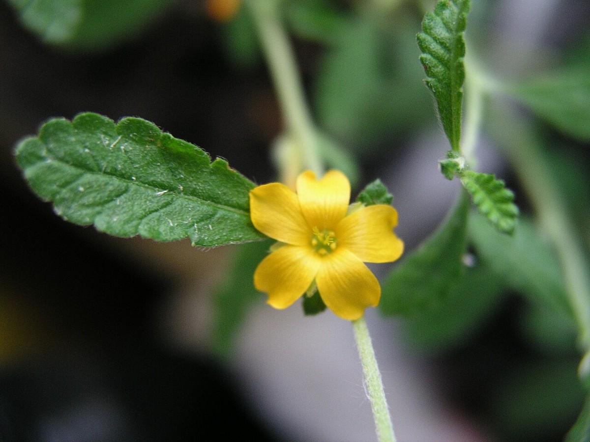 Damiana (Turnera diffusa) single yellow flower with toothed wedge-shaped leaf in close-up