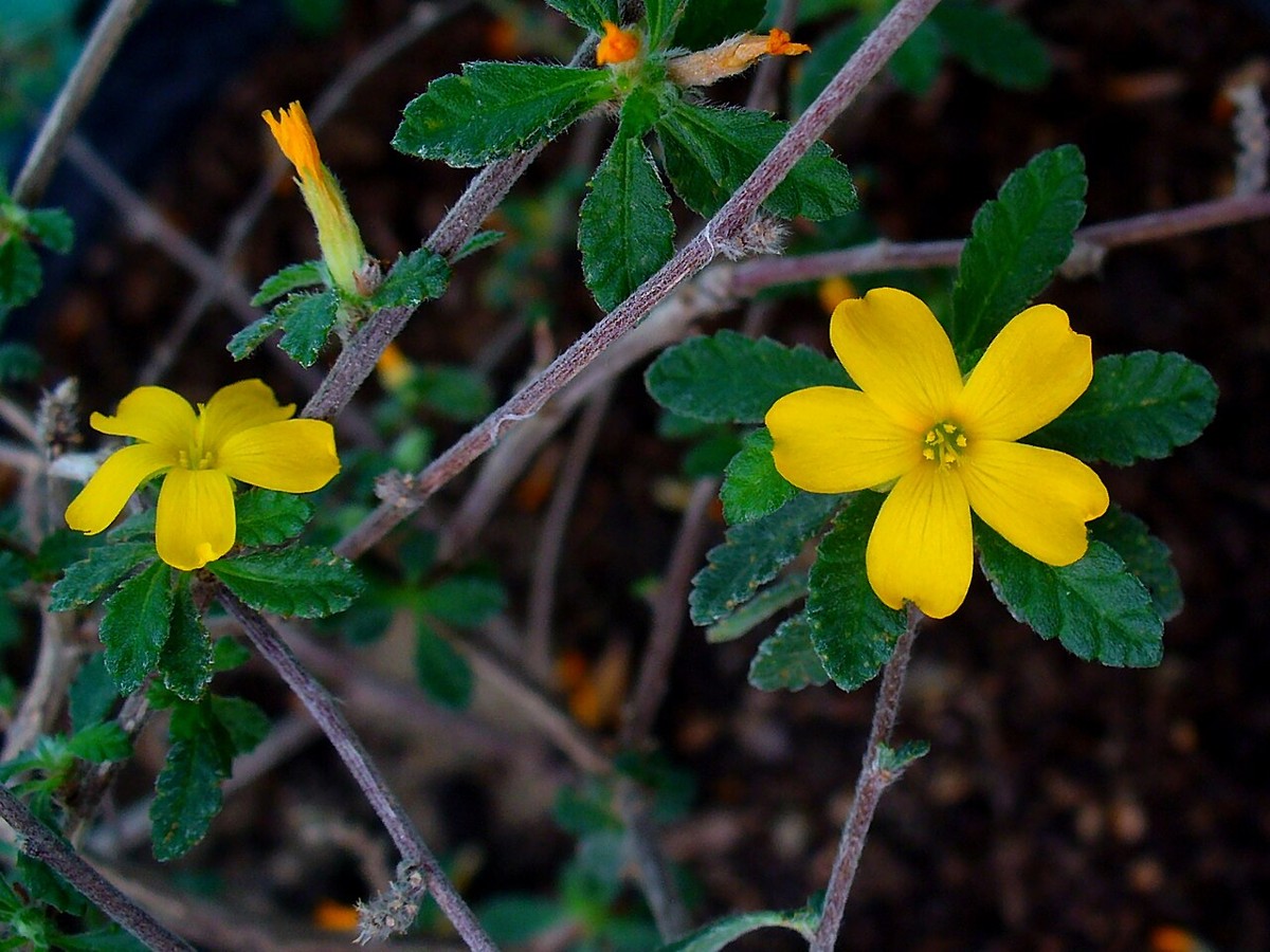 Damiana (Turnera diffusa) small bright yellow five-petaled flowers among toothed green leaves