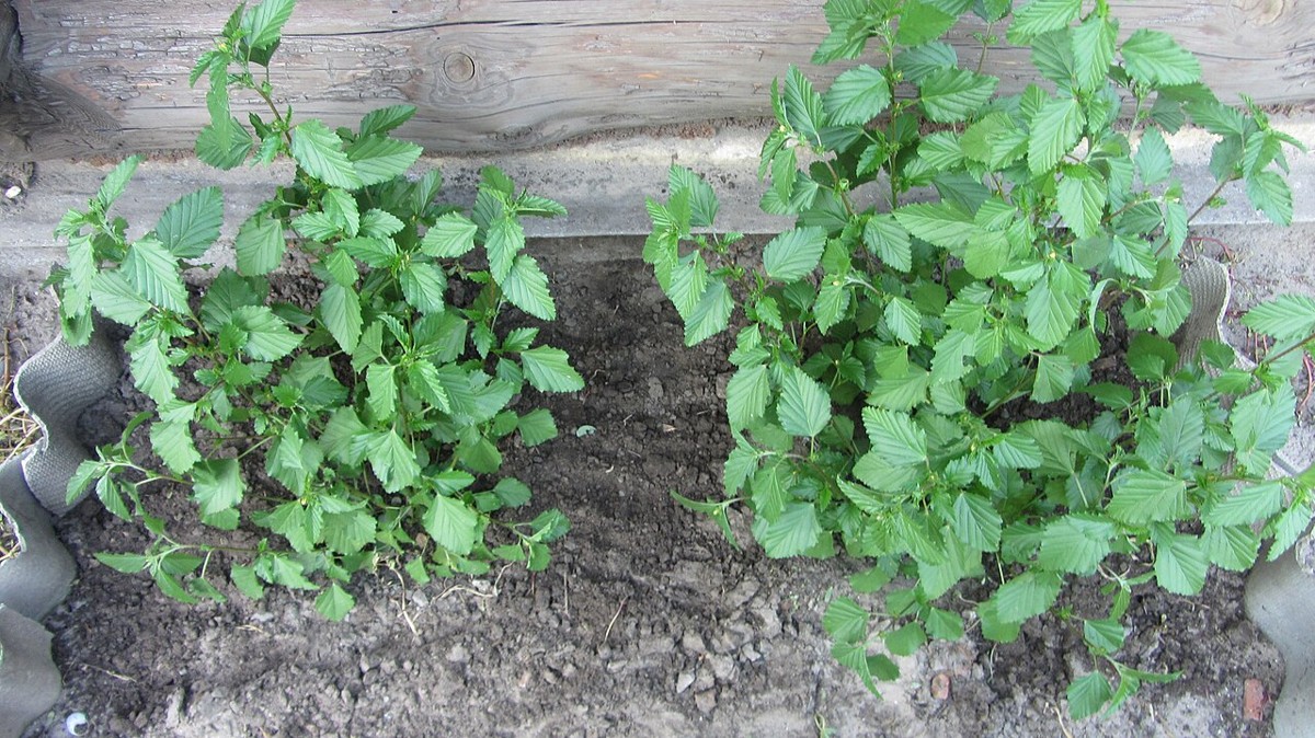 Damiana (Turnera diffusa) young shrubs with dense toothed green foliage planted in garden rows