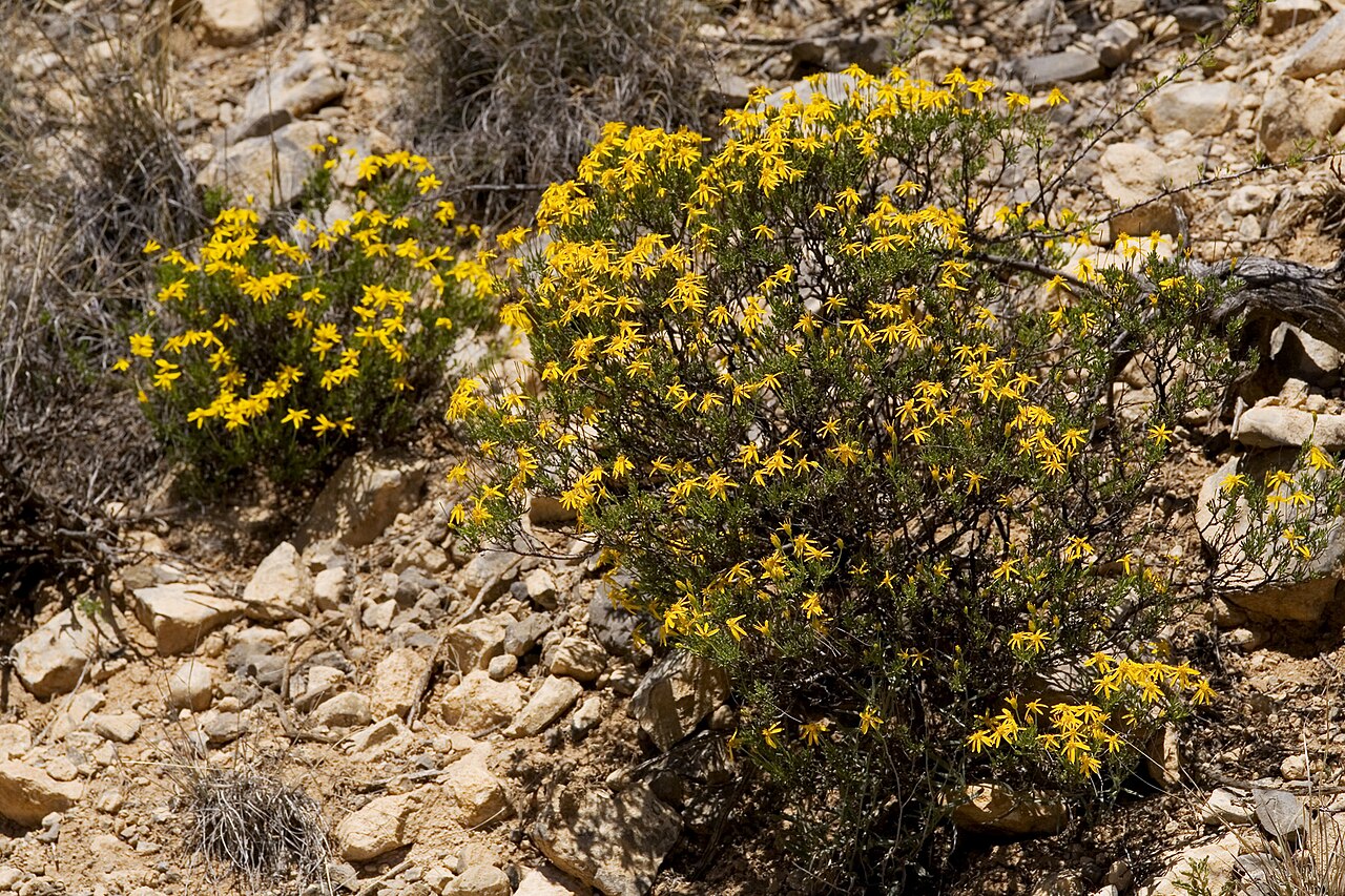 Damianita (Chrysactinia mexicana) - PlantNative.org Damianita (Chrysactinia mexicana) shrubs covered in bright yellow daisy flowers growing among limestone rocks in New Mexico