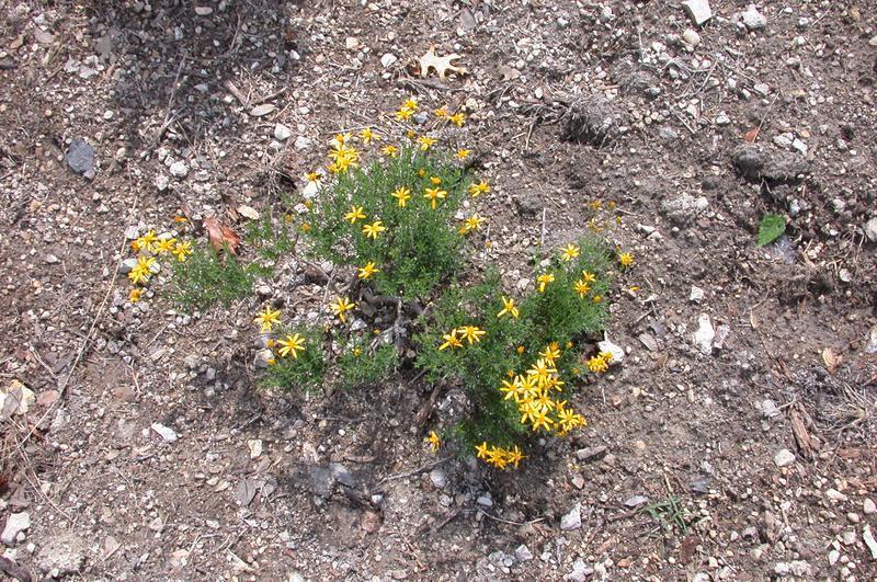Damianita (Chrysactinia mexicana) - PlantNative.org A damianita plant in full bloom growing from gravelly soil