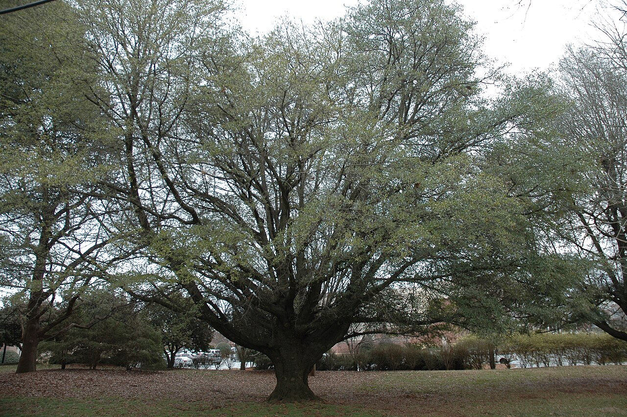 Darlington Oak (Quercus hemisphaerica)
