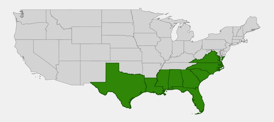 Native range map of Darlington Oak (Quercus hemisphaerica) highlighting Virginia, North Carolina, South Carolina, Georgia, Florida, Alabama, Mississippi, Louisiana and eastern Texas