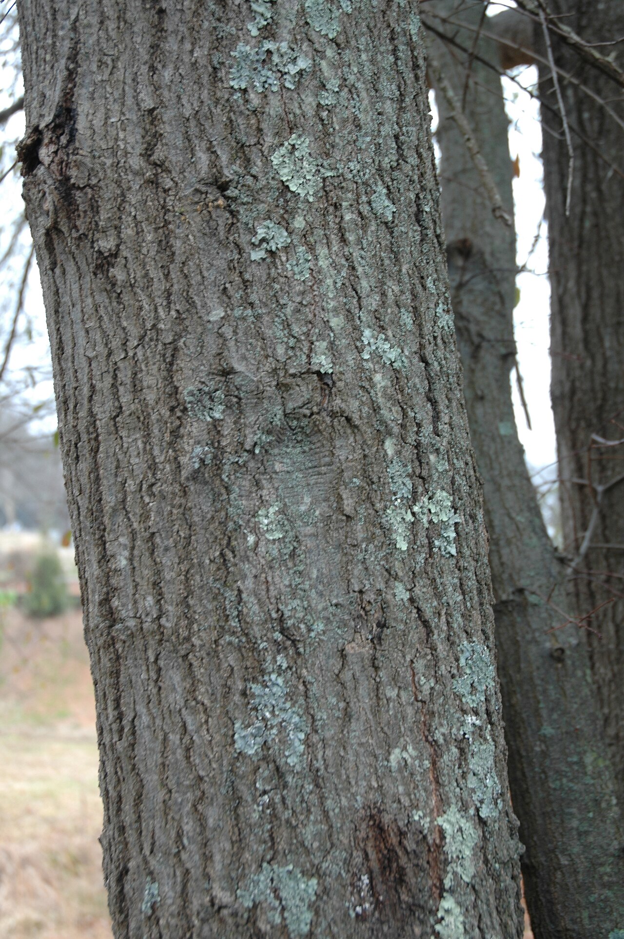 Darlington Oak (Quercus hemisphaerica) - PlantNative.org Bark of a mature Darlington oak (Quercus hemisphaerica) showing furrowed gray-brown ridges and patches of pale lichen