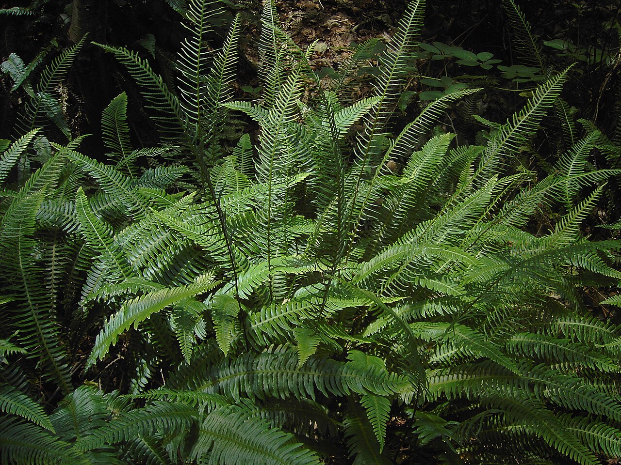 Deer Fern (Blechnum spicant) - PlantNative.org Close-up comparing the broad sterile fronds and narrow upright fertile fronds of deer fern (Blechnum spicant)