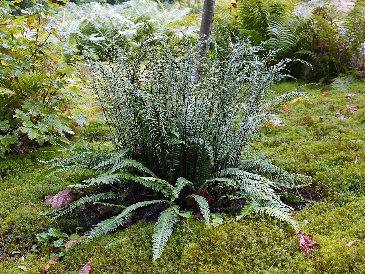 Deer Fern (Blechnum spicant)