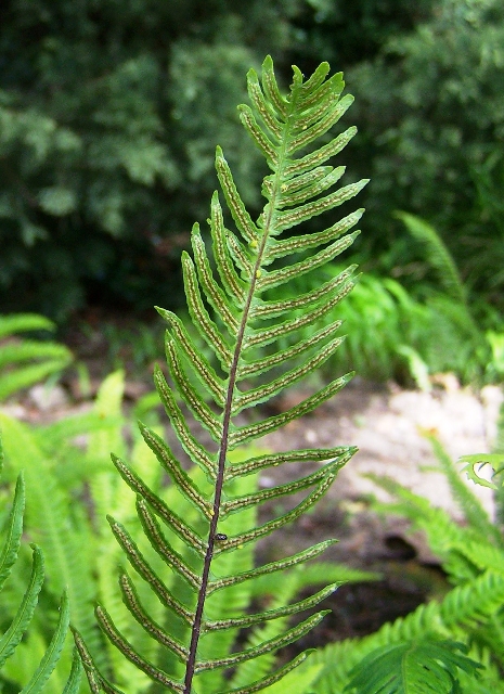 Deer Fern (Blechnum spicant) - PlantNative.org Underside of a deer fern (Blechnum spicant) fertile frond showing narrow lines of spore-bearing sori