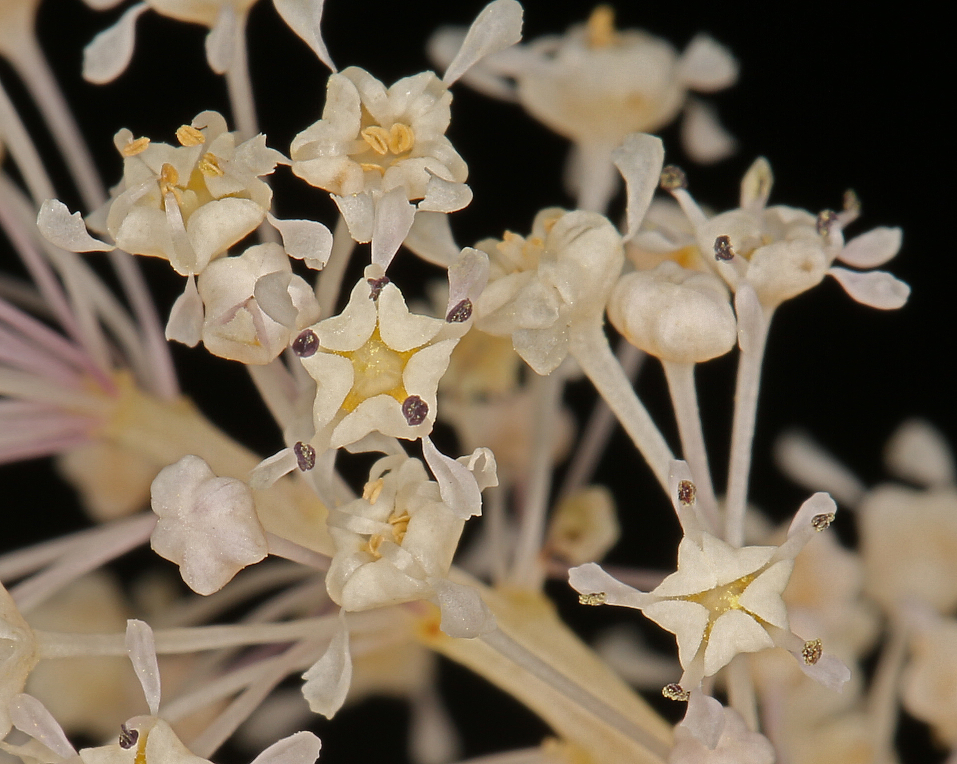 Deerbrush (Ceanothus integerrimus) - PlantNative.org Close-up of deerbrush flowers showing the small five-petaled creamy white blooms with yellow stamens