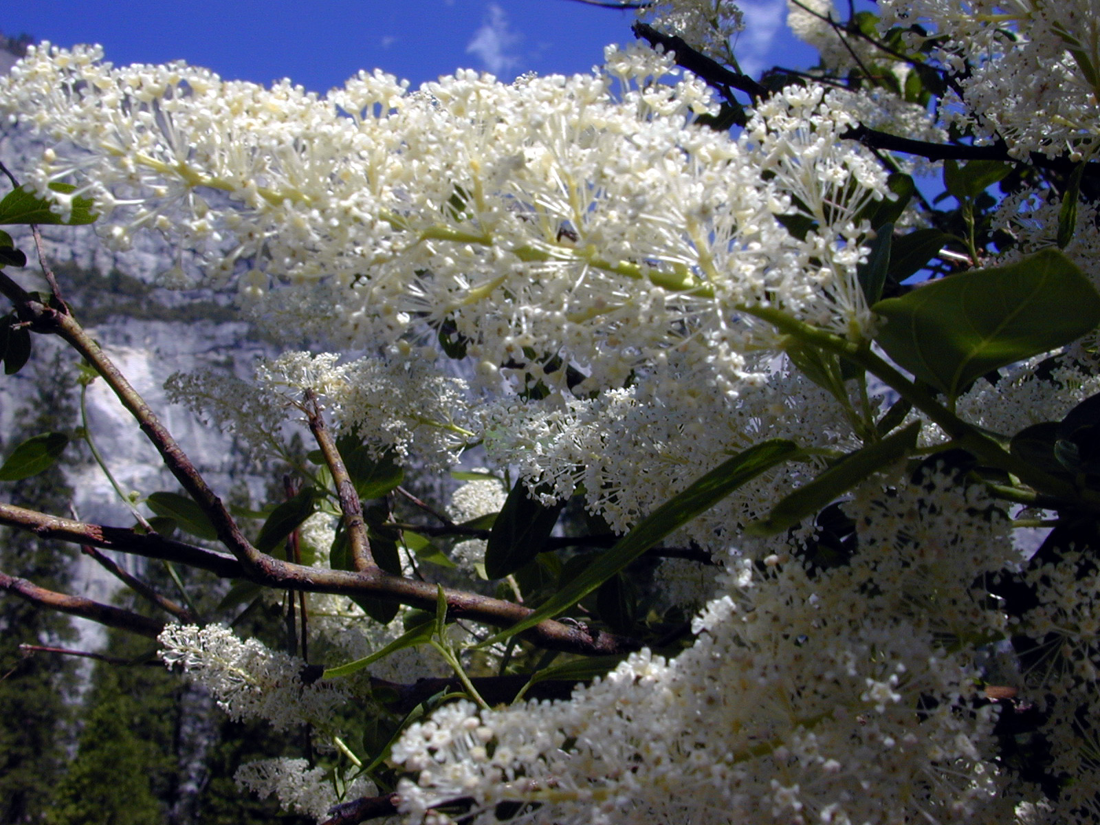 Deerbrush (Ceanothus integerrimus) - PlantNative.org Dense sprays of deerbrush flowers covering branches against a blue sky, showing the shrub's heavy bloom display