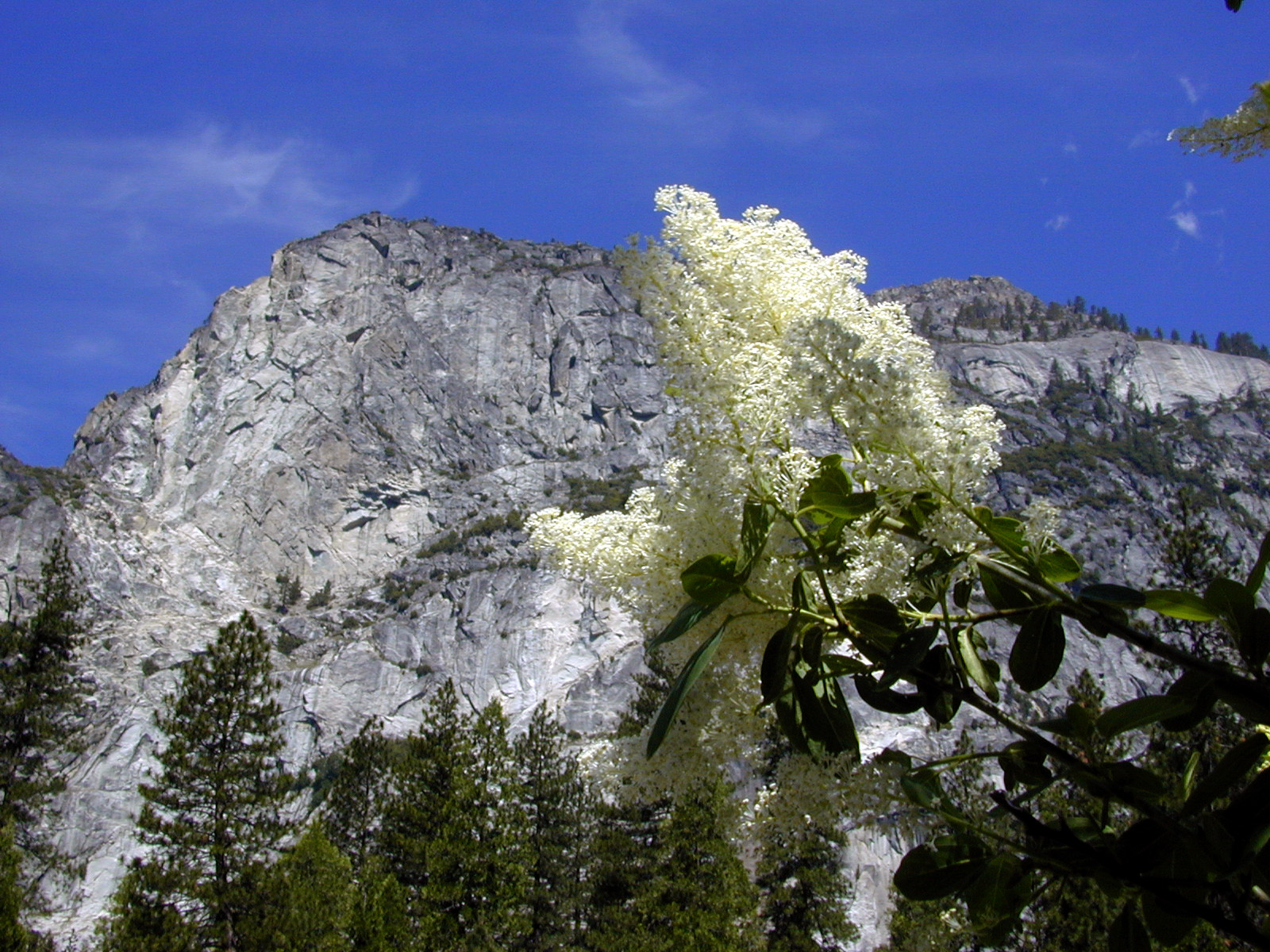 Deerbrush (Ceanothus integerrimus) - PlantNative.org Deerbrush (Ceanothus integerrimus) in full bloom with sprays of creamy white flowers against a granite cliff backdrop in Yosemite