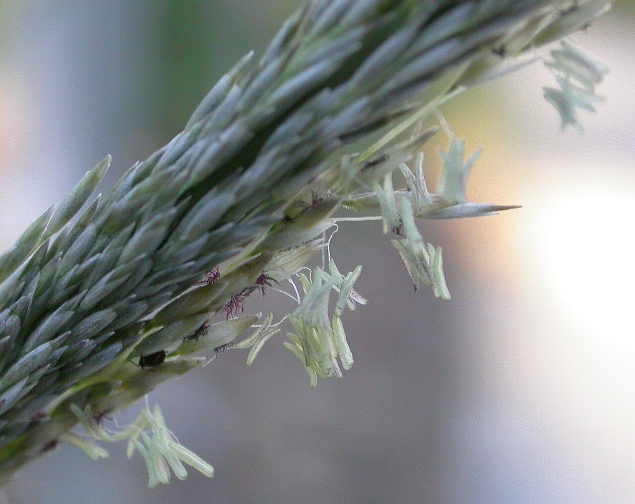 Deergrass (Muhlenbergia rigens) - PlantNative.org Close-up of deergrass flowering spike showing individual spikelets with exserted stamens