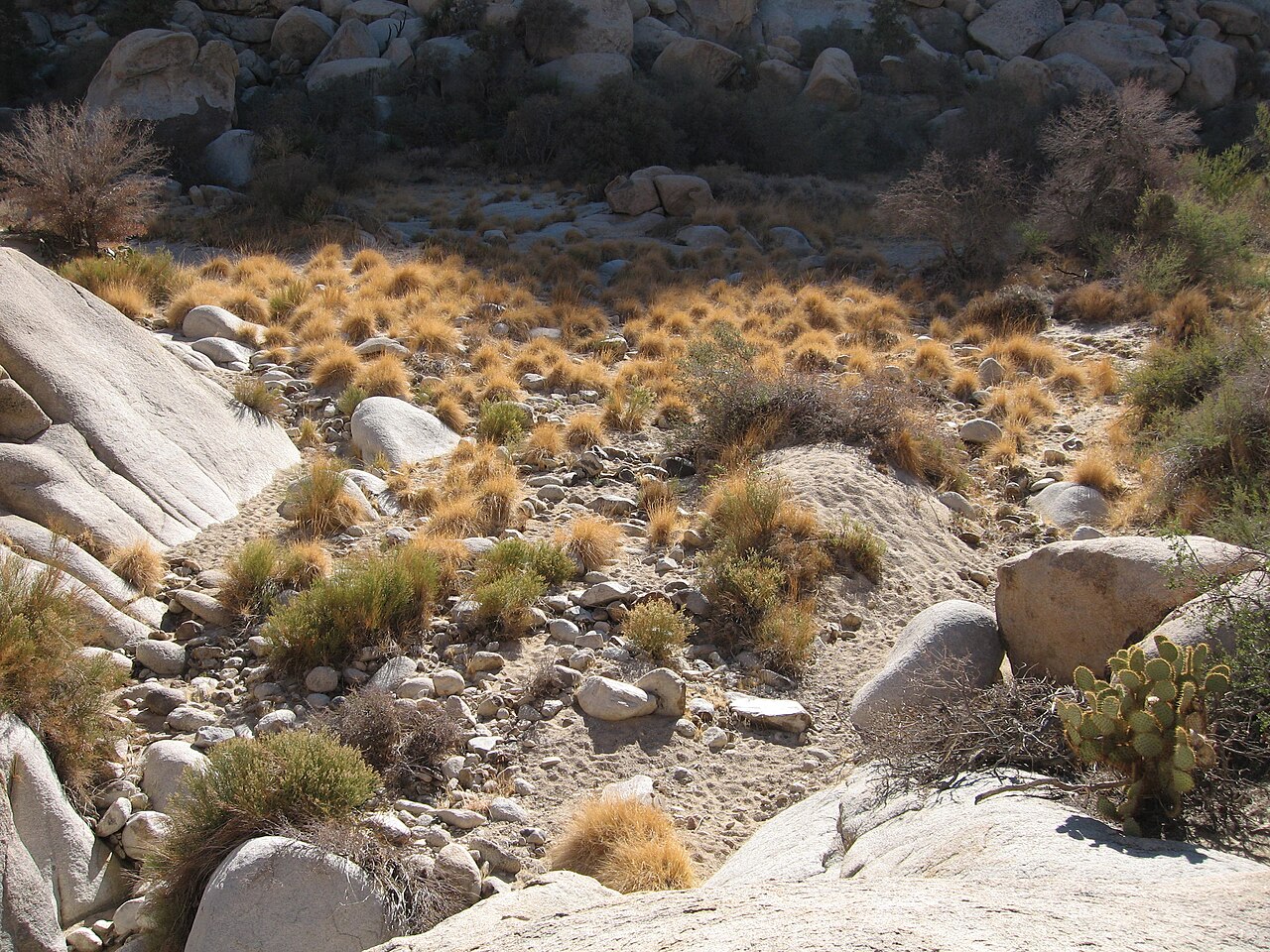 Deergrass (Muhlenbergia rigens) - PlantNative.org Deergrass growing in its native rocky wash habitat at Joshua Tree National Park
