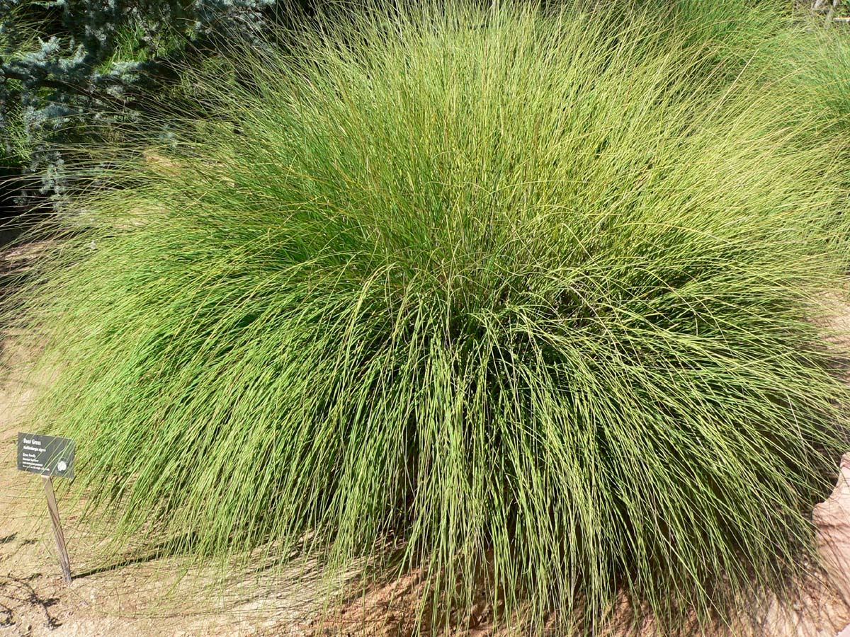Deergrass (Muhlenbergia rigens) - PlantNative.org Deergrass (Muhlenbergia rigens) growing as a large fountain-shaped bunchgrass clump