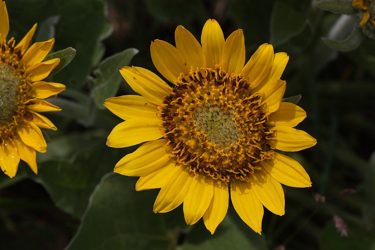 Deltoid Balsamroot (Balsamorhiza deltoidea) - PlantNative.org Close-up of a bright yellow deltoid balsamroot (Balsamorhiza deltoidea) flower head showing ray and disc florets