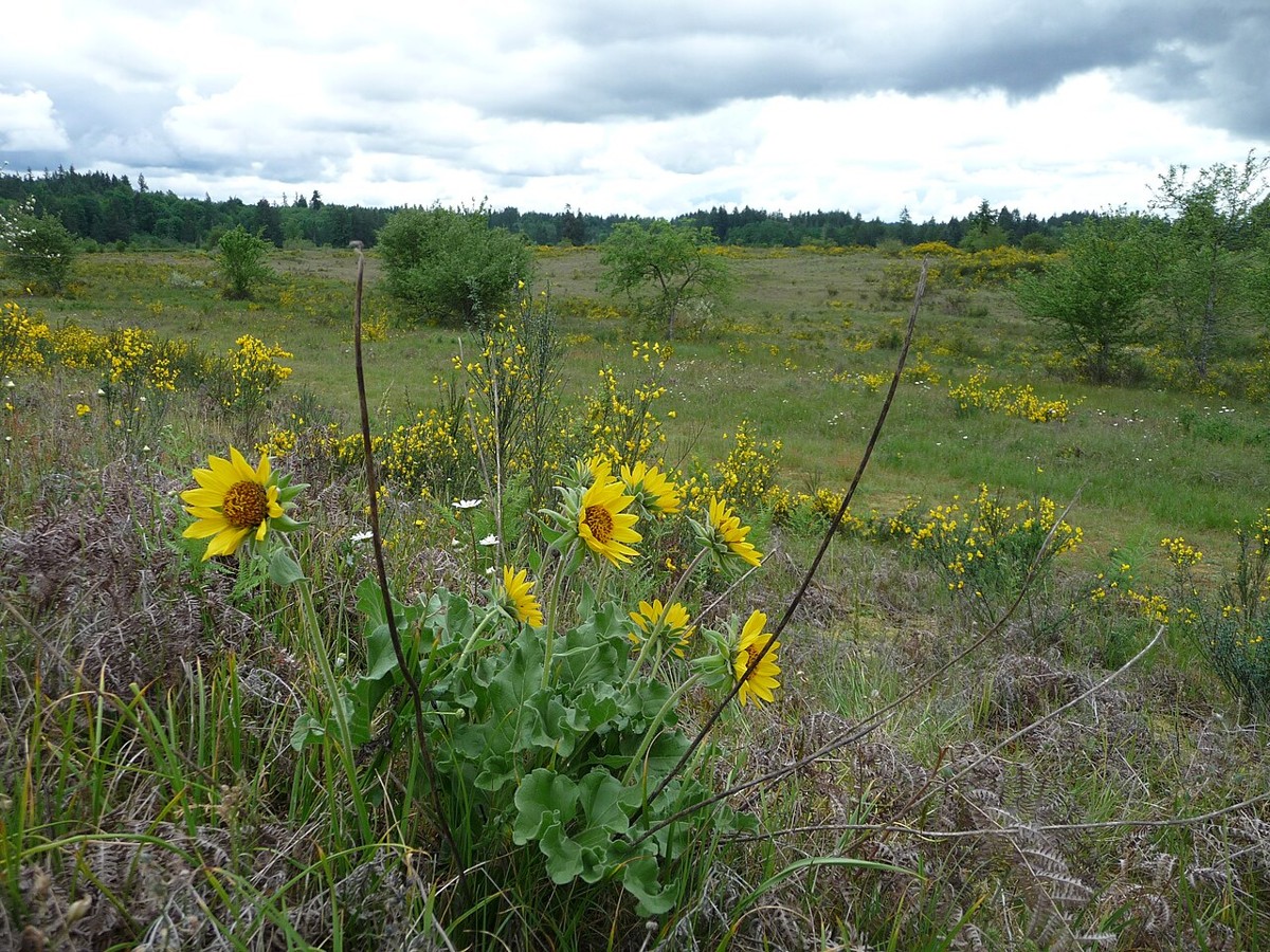 Deltoid Balsamroot (Balsamorhiza deltoidea) - PlantNative.org Deltoid balsamroot (Balsamorhiza deltoidea) blooming in a Puget Sound prairie at Rocky Prairie, Washington