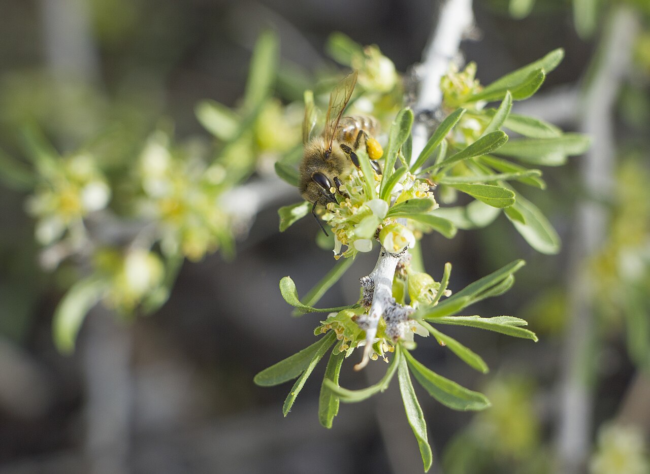 Desert Almond (Prunus fasciculata) - PlantNative.org Honeybee foraging on desert almond (Prunus fasciculata) flowers among narrow gray-green leaves