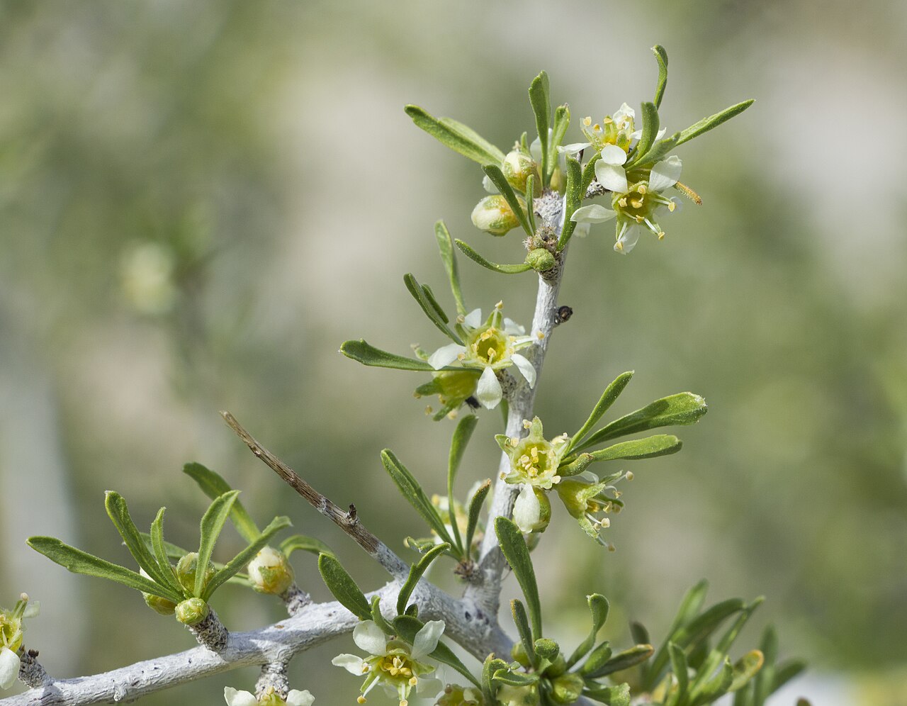 Desert Almond (Prunus fasciculata) - PlantNative.org Close-up of desert almond (Prunus fasciculata) small white flowers and narrow clustered gray-green leaves