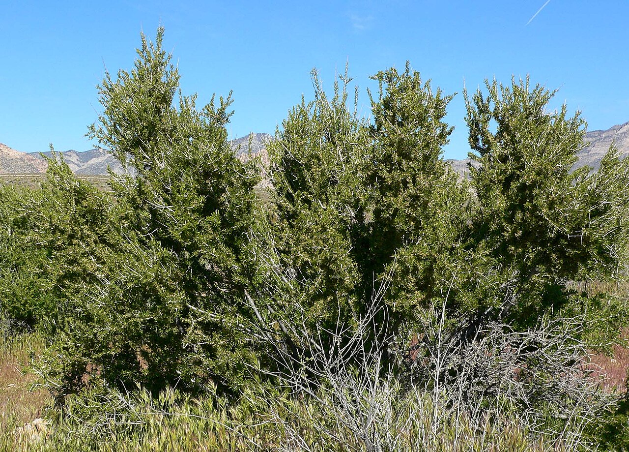 Desert Almond (Prunus fasciculata) - PlantNative.org Desert almond (Prunus fasciculata) forming dense gray-green thickets in the Mojave Desert with mountains behind