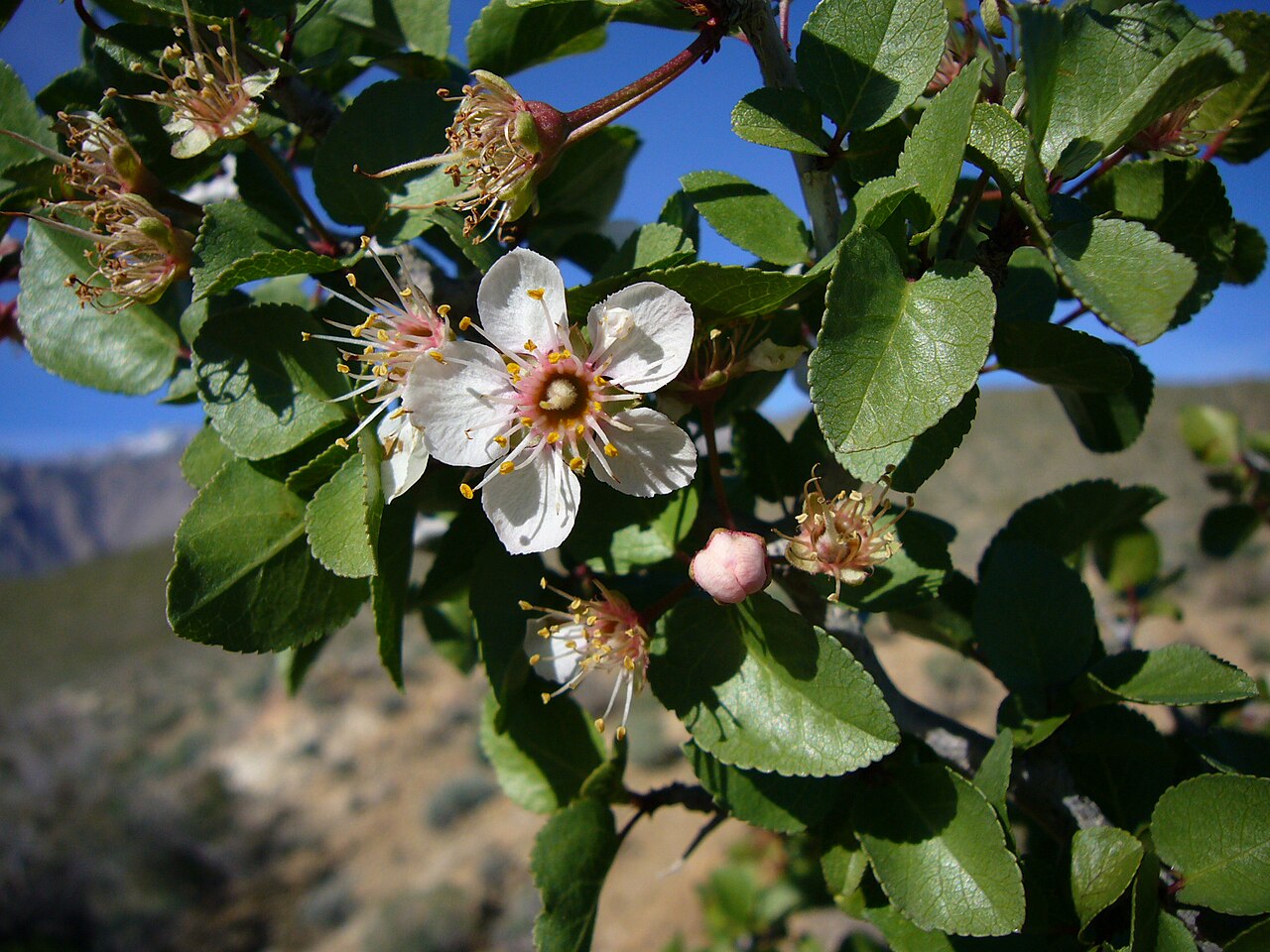 Desert Apricot (Prunus fremontii) - PlantNative.org Close-up of desert apricot (Prunus fremontii) white flowers with pink-tinged buds and leaves