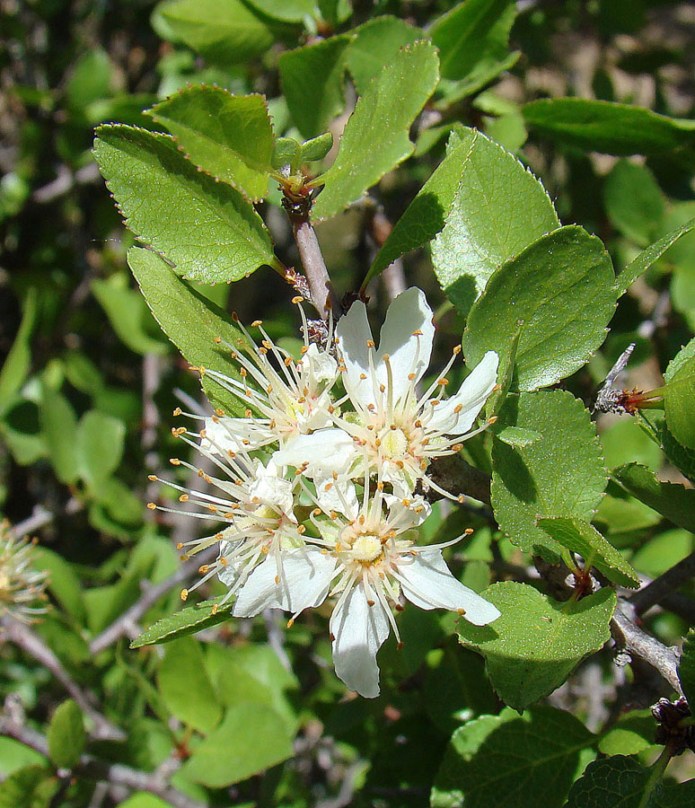 Desert Apricot (Prunus fremontii) - PlantNative.org Desert apricot (Prunus fremontii) white five-petaled flower with numerous yellow-tipped stamens
