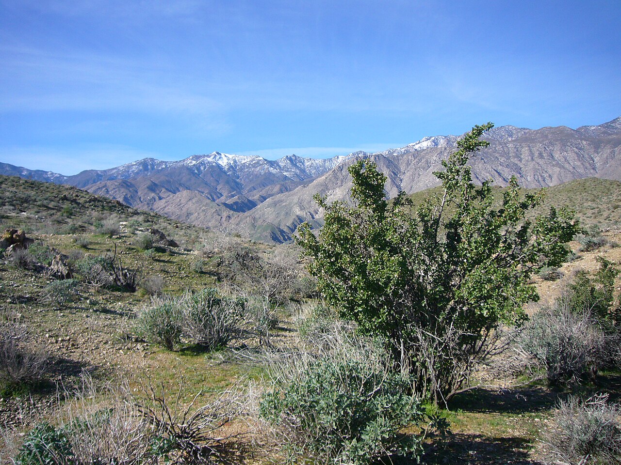 Desert Apricot (Prunus fremontii) - PlantNative.org Desert apricot (Prunus fremontii) shrub growing on a rocky desert slope with mountains in the background