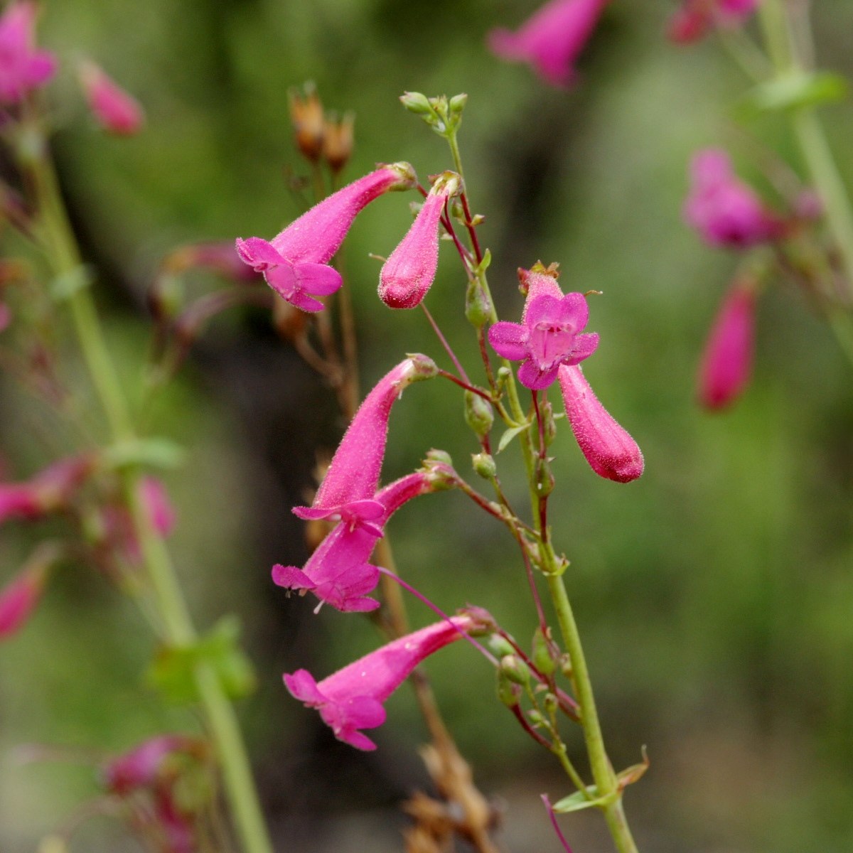 Desert Beardtongue (Penstemon pseudospectabilis) - PlantNative.org Close-up of desert beardtongue flower spike showing the bright pink tubular corolla