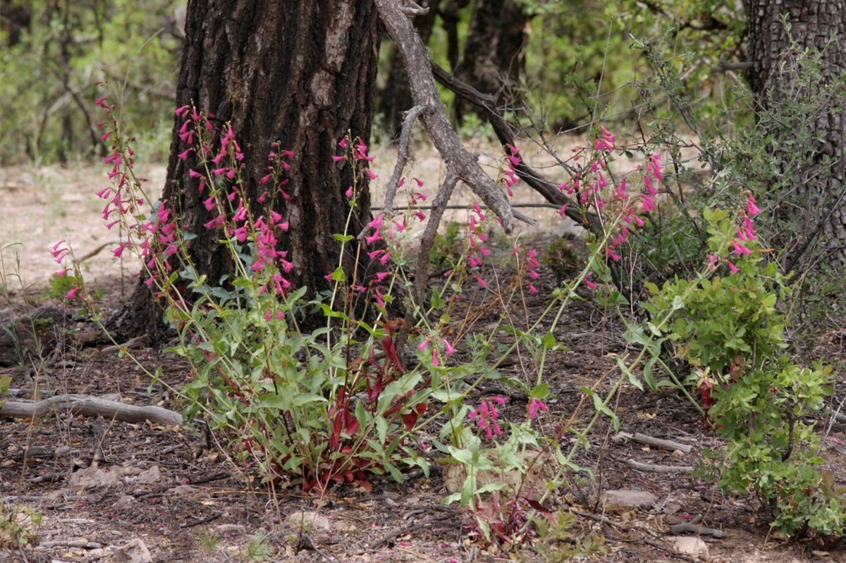 Desert Beardtongue (Penstemon pseudospectabilis) - PlantNative.org Desert beardtongue growing wild at the base of a pine tree in New Mexico, with multiple flowering stalks