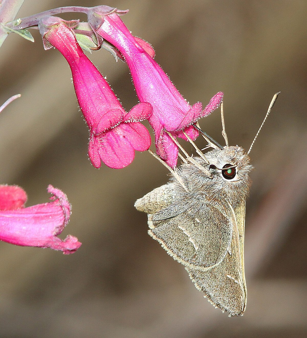 Desert Beardtongue (Penstemon pseudospectabilis) - PlantNative.org Desert beardtongue (Penstemon pseudospectabilis) bright pink tubular flowers visited by a hairstreak butterfly in Arizona