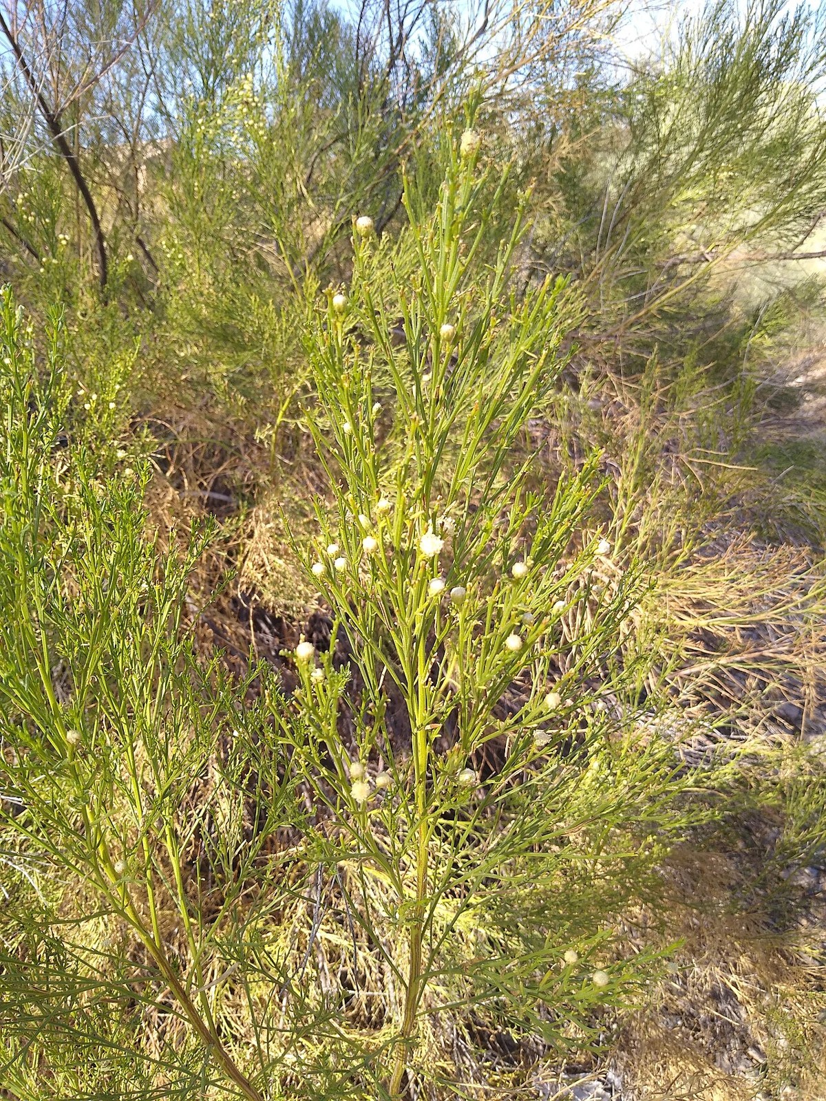 Desert Broom (Baccharis sarothroides) - PlantNative.org Close-up of desert broom (Baccharis sarothroides) green broom-like stems with small cream-colored flower buds and sparse narrow leaves