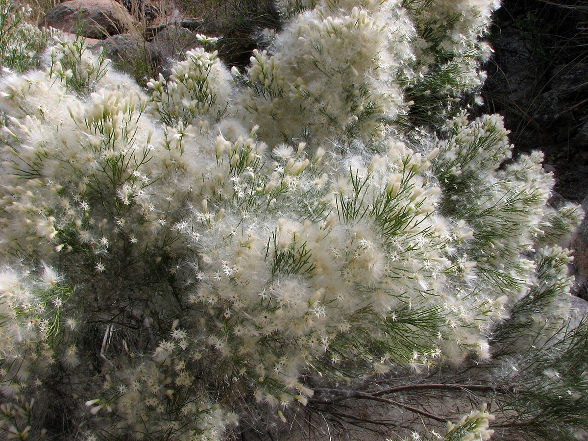 Desert Broom (Baccharis sarothroides) - PlantNative.org Close-up of desert broom (Baccharis sarothroides) female seed heads covered in fluffy white pappus in late fall
