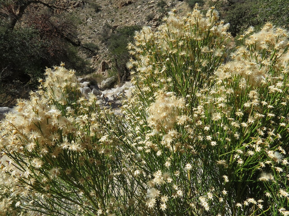 Desert Broom (Baccharis sarothroides) - PlantNative.org Desert broom (Baccharis sarothroides) shrub covered in fluffy white seed heads along a desert wash in the Santa Catalina Mountains, Arizona
