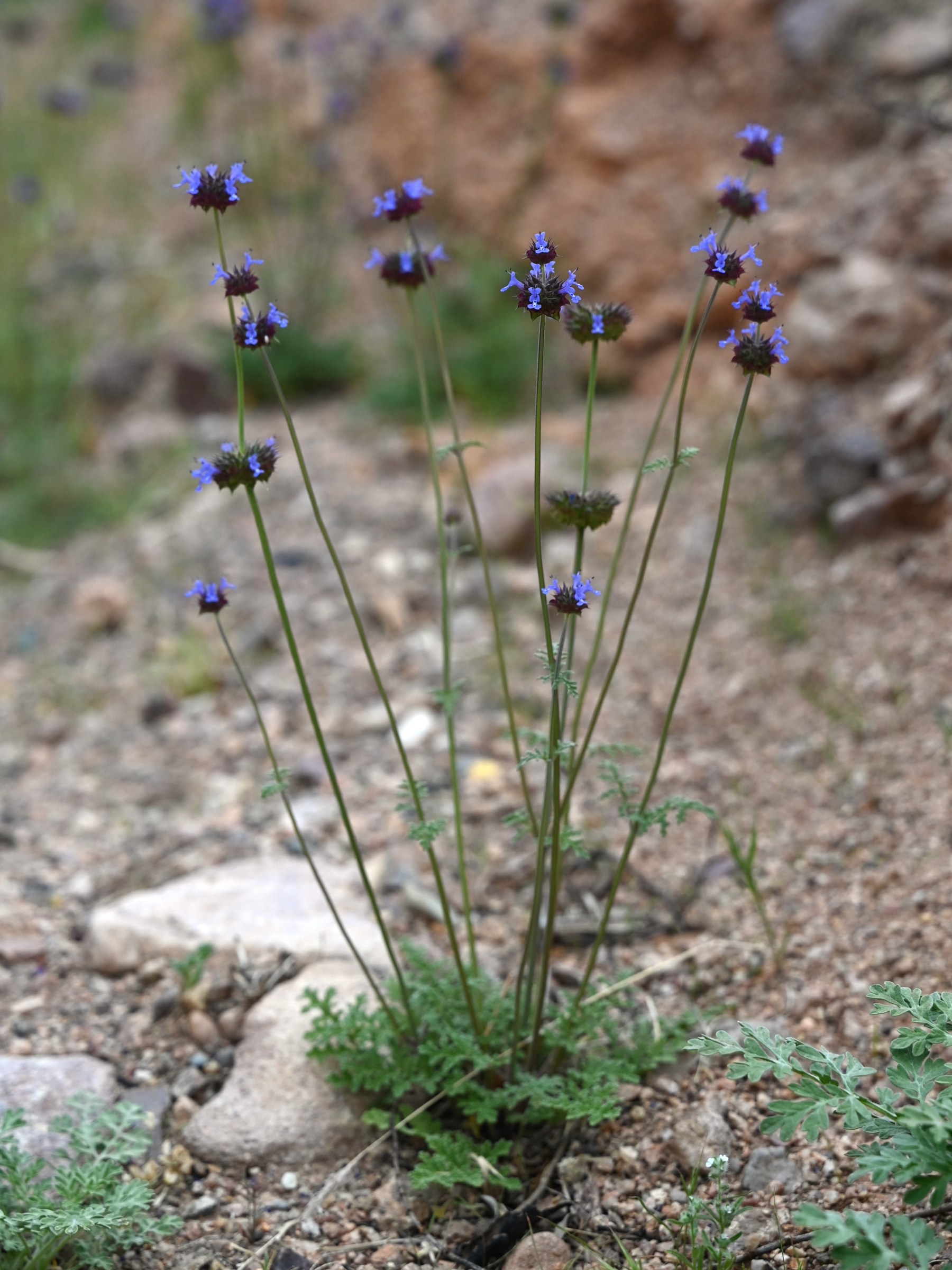 Desert Chia (Salvia columbariae) - PlantNative.org Desert Chia (Salvia columbariae) whole plant with multiple flowering stems and finely divided fern-like basal leaves