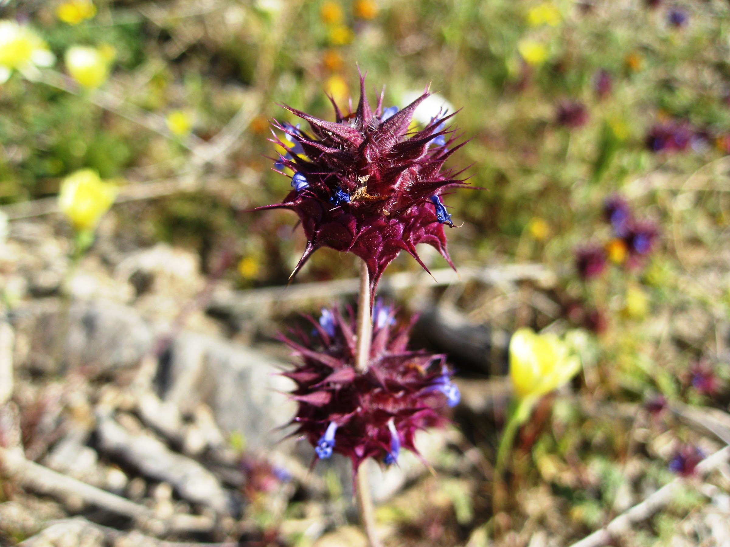 Desert Chia (Salvia columbariae) - PlantNative.org Desert Chia (Salvia columbariae) flower head in bloom among spring wildflowers in Joshua Tree National Park