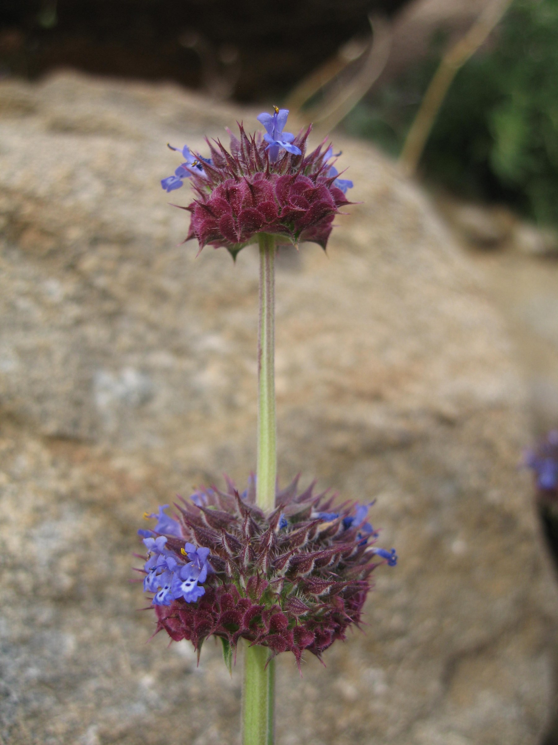 Desert Chia (Salvia columbariae) - PlantNative.org Desert Chia (Salvia columbariae) flowering spike with maroon bracts and small blue flowers growing against desert rock