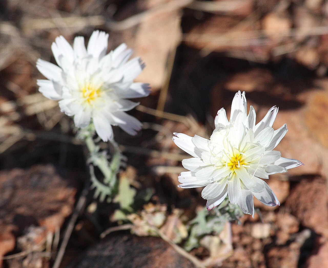 New Mexico Plumeseed (Rafinesquia neomexicana) - PlantNative.org New Mexico plumeseed (Rafinesquia neomexicana) flowering in rocky desert habitat in Arizona