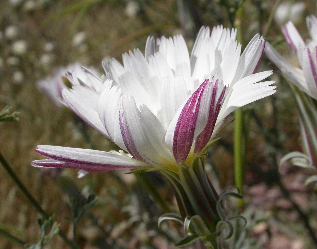 New Mexico Plumeseed (Rafinesquia neomexicana) - PlantNative.org Close-up of New Mexico plumeseed (Rafinesquia neomexicana) flowerhead showing white ray petals with purple-striped undersides