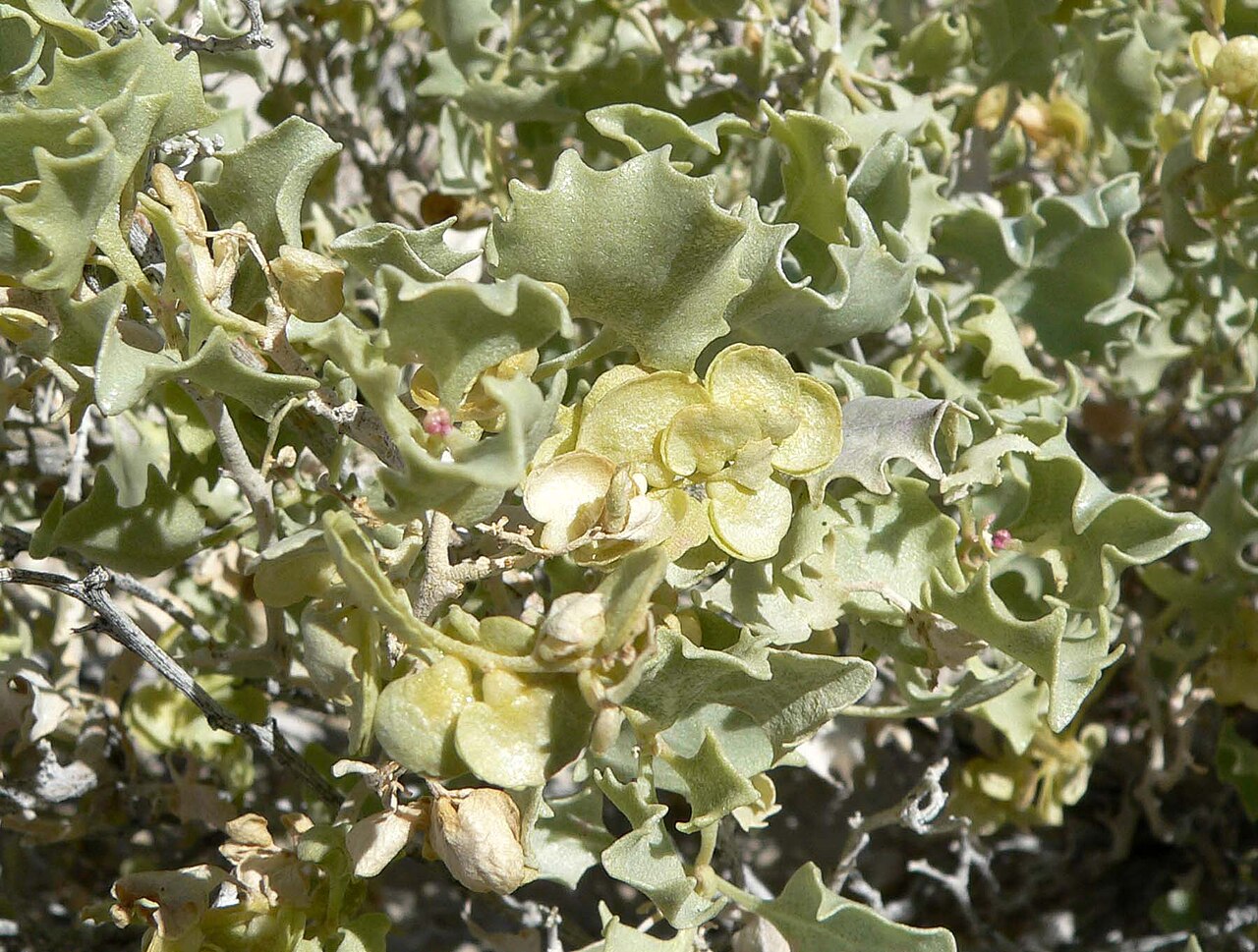 Desert Holly (Atriplex hymenelytra) - PlantNative.org Desert Holly (Atriplex hymenelytra) with pale yellow-green fan-shaped fruiting bracts among holly-shaped silvery leaves