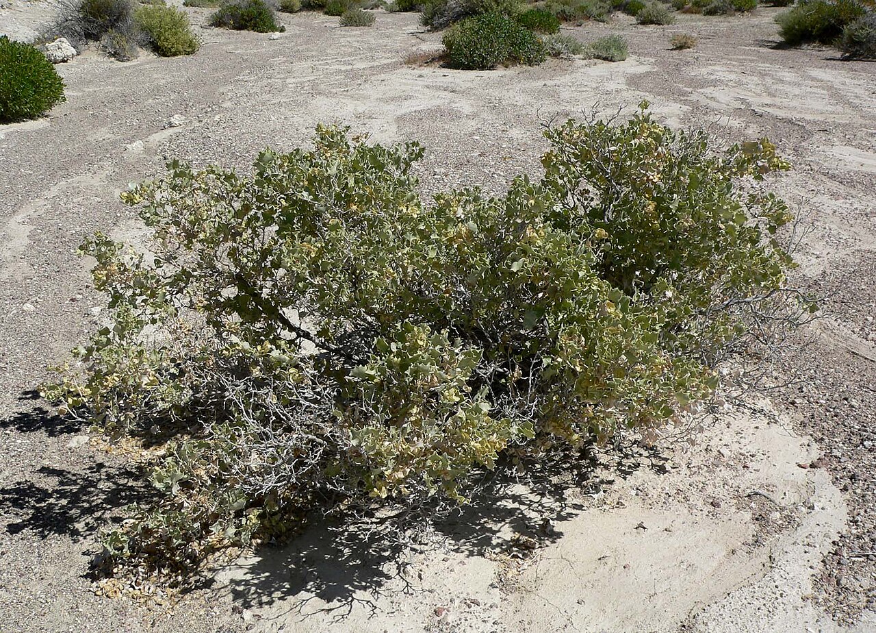 Desert Holly (Atriplex hymenelytra) - PlantNative.org Rounded silvery-gray Desert Holly (Atriplex hymenelytra) shrub growing on open desert pavement near Shoshone, California