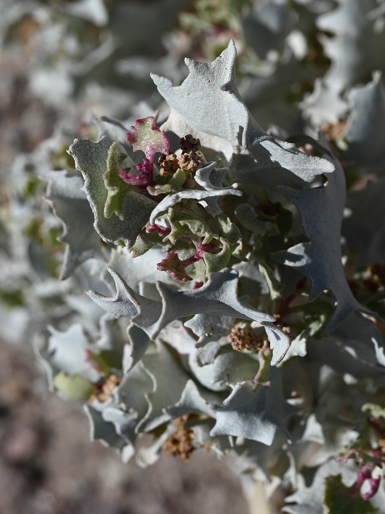 Desert Holly (Atriplex hymenelytra) - PlantNative.org Close-up of silvery, holly-shaped leaves of Desert Holly (Atriplex hymenelytra) with small reddish flower clusters, Tecopa Hot Springs, California