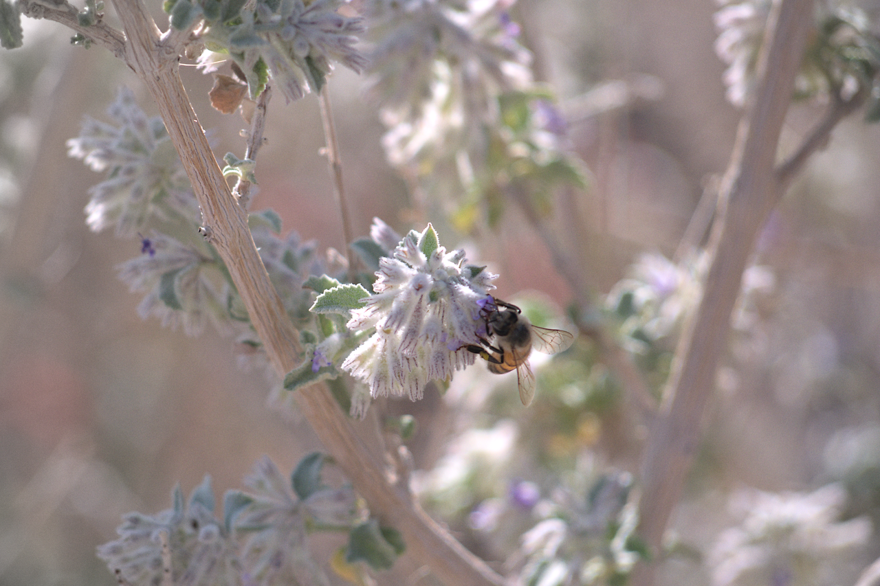 Desert Lavender (Hyptis emoryi) - PlantNative.org Honeybee foraging on a cluster of desert lavender (Hyptis emoryi) flowers in Anza-Borrego Desert, California