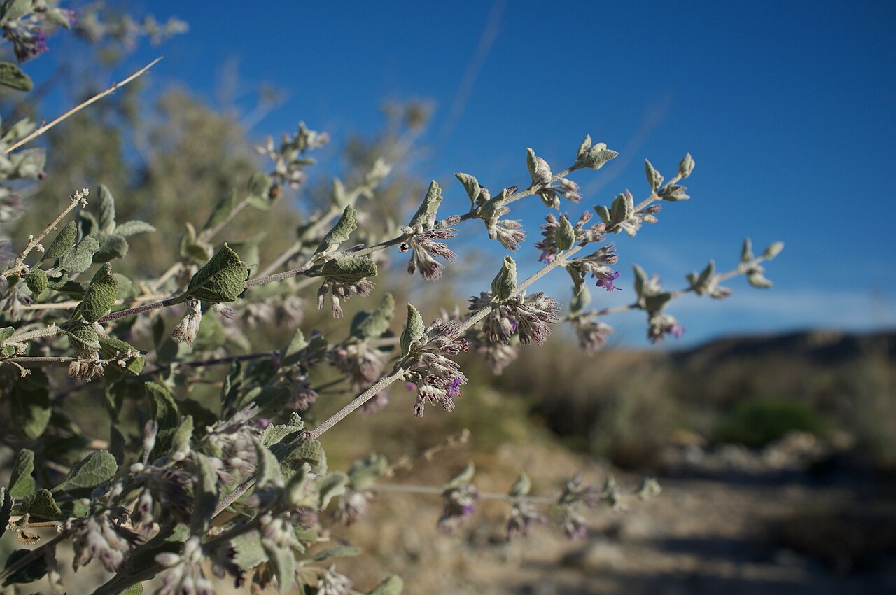 Desert Lavender (Hyptis emoryi) - PlantNative.org Close-up of desert lavender (Hyptis emoryi) showing gray-green felted leaves and small lavender-blue tubular flowers in dense clusters
