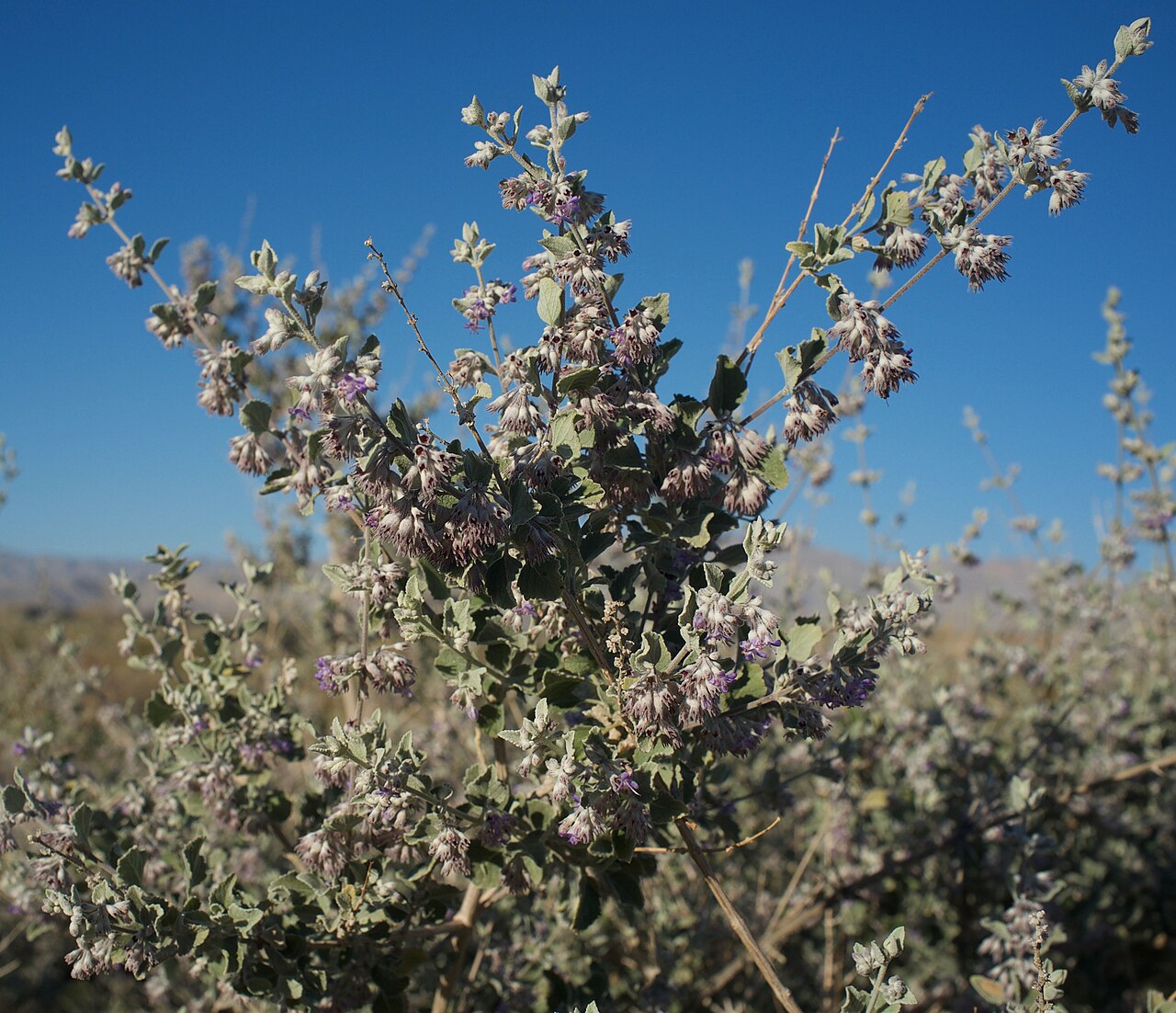 Desert Lavender (Hyptis emoryi) - PlantNative.org Desert lavender (Hyptis emoryi) flowering shrub with gray-green leaves growing in open desert near the Anza-Borrego area of California