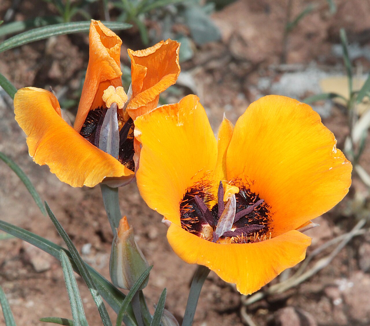 Desert Mariposa Lily (Calochortus kennedyi) - PlantNative.org Close-up of desert mariposa lily (Calochortus kennedyi) flowers showing the dark, hairy gland patches at the base of each orange petal, photographed near Peña Blanca Lake, Arizona