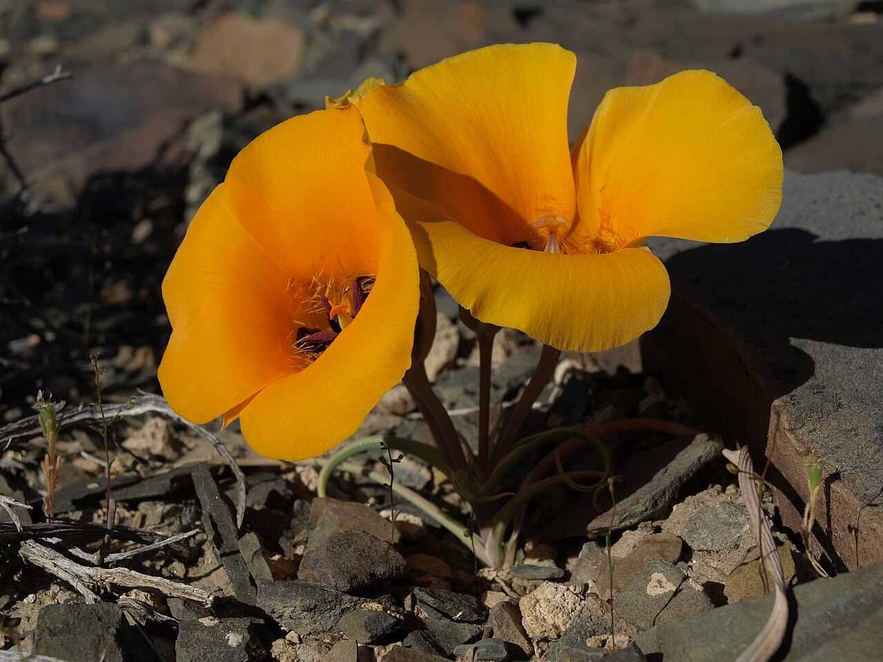 Desert Mariposa Lily (Calochortus kennedyi) - PlantNative.org Desert mariposa lily (Calochortus kennedyi) with two vivid orange bell-shaped flowers growing among volcanic rocks in the White Mountains, California