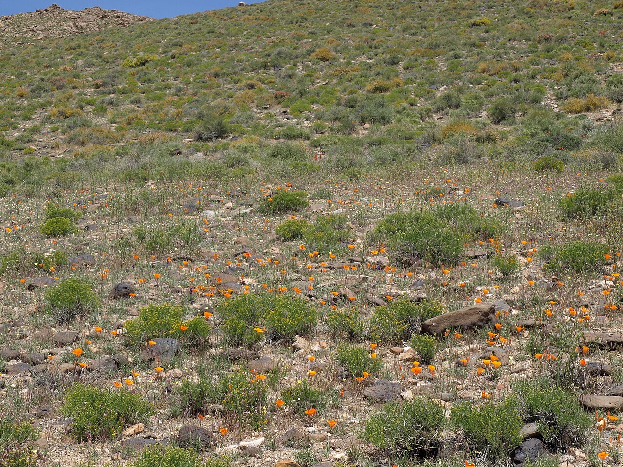 Desert Mariposa Lily (Calochortus kennedyi) - PlantNative.org A desert hillside in the White Mountains, California, dotted with blooming orange desert mariposa lily (Calochortus kennedyi) plants after a wet spring