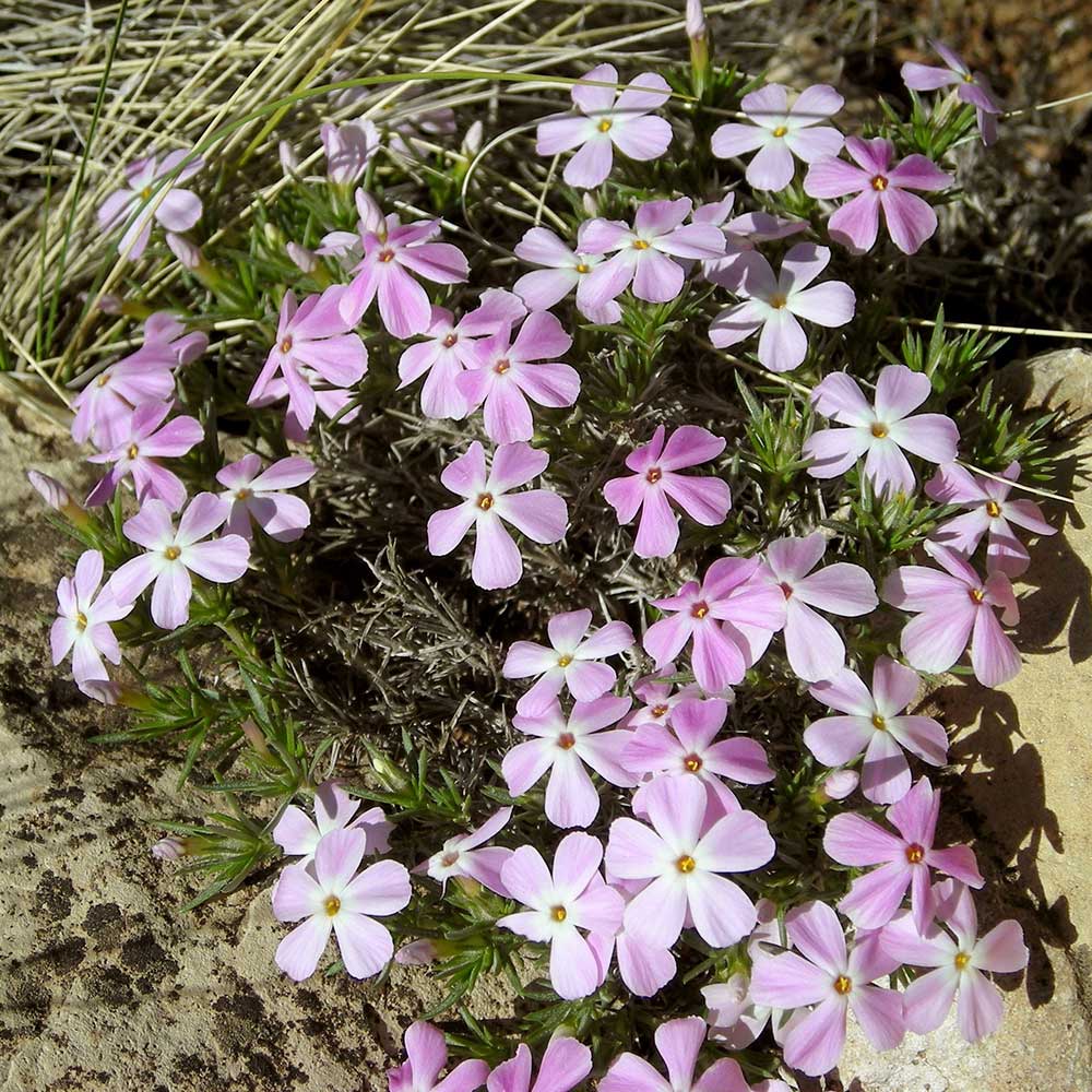 Desert Mountain Phlox (Phlox austromontana) - PlantNative.org Desert mountain phlox (Phlox austromontana) forming a pink-flowered cushion on a rocky outcrop in Grand Canyon National Park