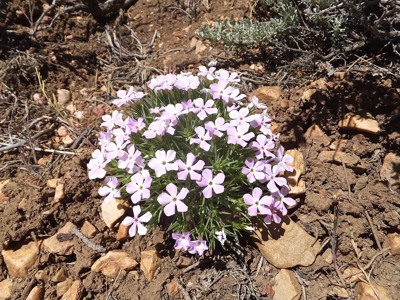 Desert Mountain Phlox (Phlox austromontana) - PlantNative.org Close-up of a dense mat of desert mountain phlox showing needle-like gray-green foliage and pink flowers